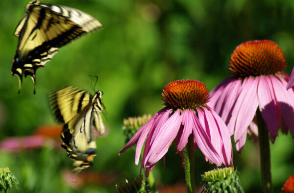 Echinacea purpurea seeds, organic - Image 9