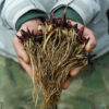 Echinacea purpurea seeds, organic - Image 10