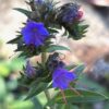 Viper's Bugloss (Echium vulgare) seeds, organic (ID, MT, WA, CANADA no) - Image 7