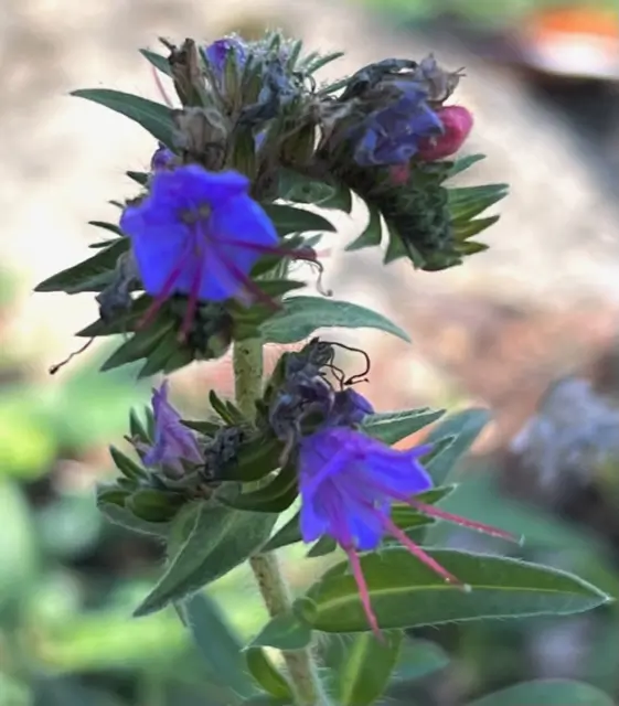 Viper's Bugloss (Echium vulgare) seeds, organic (ID, MT, WA, CANADA no) - Image 7