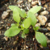 Eclipta (Eclipta alba) seeds, organic - Image 2