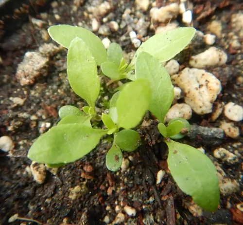 Eclipta (Eclipta alba) seeds, organic - Image 2
