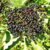 Elderberry, Black (Sambucus nigra), Dried Berries, 100g Bag, Organic - Image 4