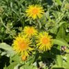 Elecampane, Official (Inula helenium) seeds, organic