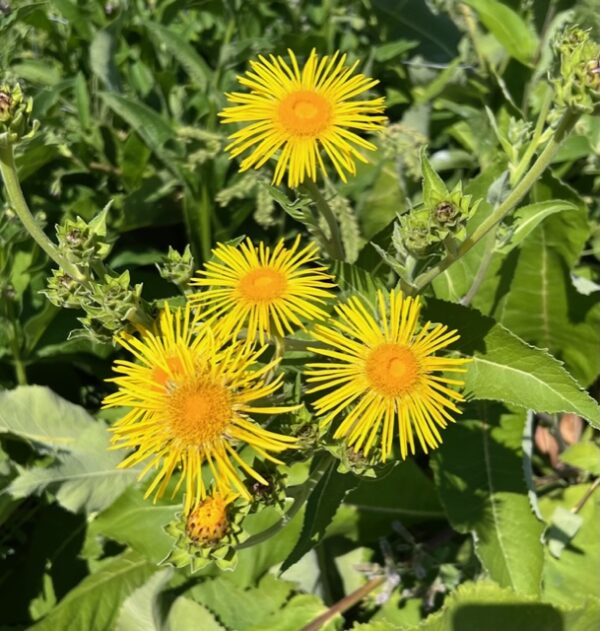 Elecampane, Official (Inula helenium) seeds, organic