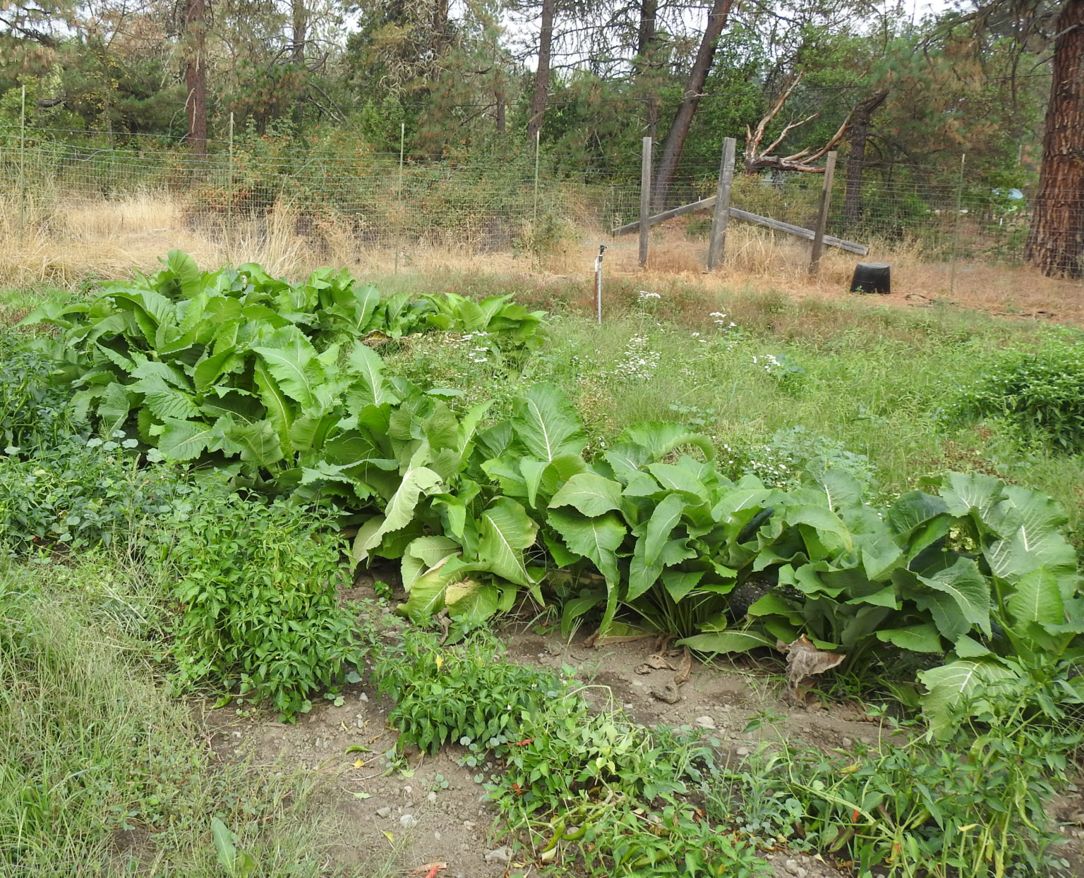 Elecampane, Official (Inula helenium) seeds, organic | Strictly ...