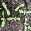 Elecampane, Official (Inula helenium) seeds, organic - Image 6