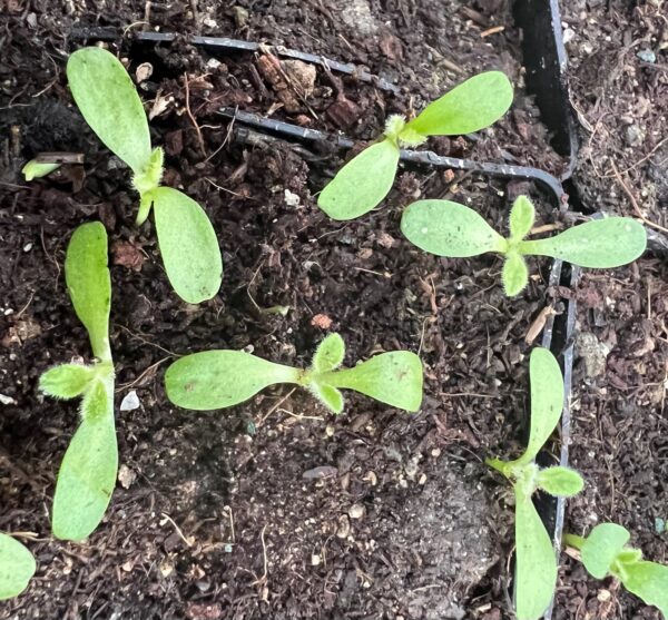 Elecampane, Official (Inula helenium) seeds, organic - Image 6