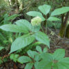 Eleuthero (Eleutherococcus senticosus), packet of 30 seeds - Image 3