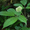 Eleuthero (Eleutherococcus senticosus), packet of 30 seeds - Image 4