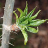 Eleuthero (Eleutherococcus senticosus), packet of 30 seeds - Image 6