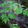 Eleuthero (Eleutherococcus senticosus), packet of 30 seeds - Image 5