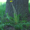 Dandelion, Wild (Taraxacum officinale) potted plant, Organic - Image 6