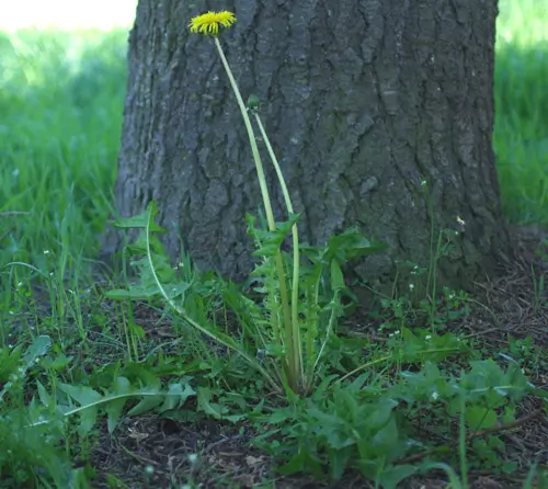 Dandelion, Wild (Taraxacum officinale) seeds, organic - Image 8