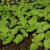 Empress Tree (Paulownia tomentosa) in a 4-inch-deep pot, Organic [TN, AL, NC, CT no]