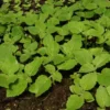 Empress Tree (Paulownia tomentosa) seeds, organic [TN, AL, NC, CT no] - Image 4