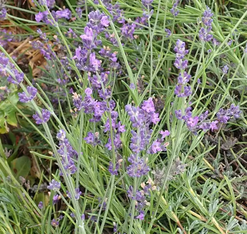 Lavender, English (Lavandula angustifolia vera) seeds, organic