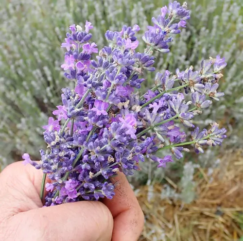 Lavender, English (Lavandula angustifolia vera) seeds, organic - Image 2
