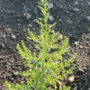 Epazote (Chenopodium ambrosioides) seeds, organic
