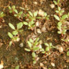 Epazote (Chenopodium ambrosioides), potted plant, organic - Image 2