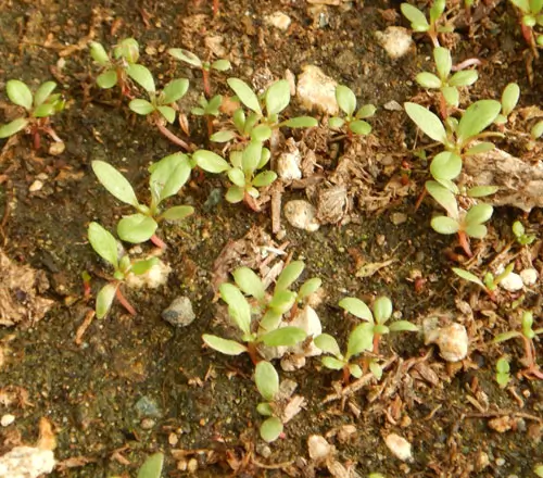 Epazote (Chenopodium ambrosioides) seeds, organic - Image 2