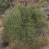 Ephedra nevadensis plant