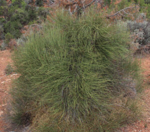 Ephedra nevadensis plant