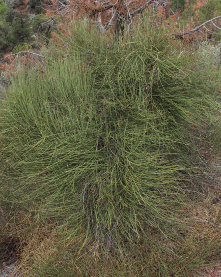 Ephedra nevadensis plant