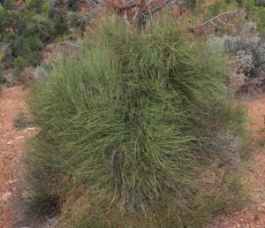 Ephedra nevadensis plant