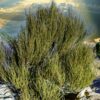Ephedra viridis plant