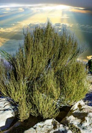 Ephedra viridis plant