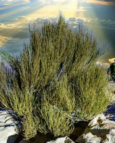 Ephedra viridis plant