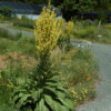 Mullein, Greek (Verbascum olympicum) seeds, organic