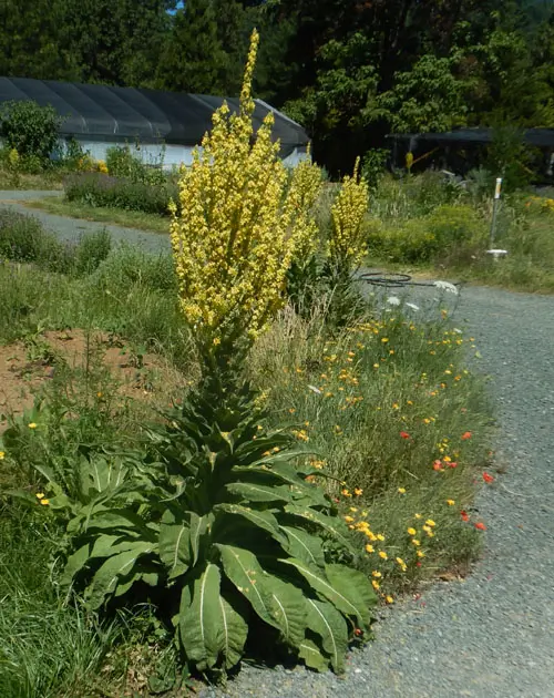 Mullein, Greek (Verbascum olympicum) seeds, organic