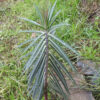 Gopher Spurge (Euphorbia lathyris) seeds, Organic