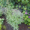 Vervain, European (Verbena officinalis) potted plant, organic - Image 2