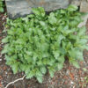 Vervain, European (Verbena officinalis) potted plant, organic