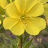 Evening Primrose (Oenothera biennis) seeds, organic
