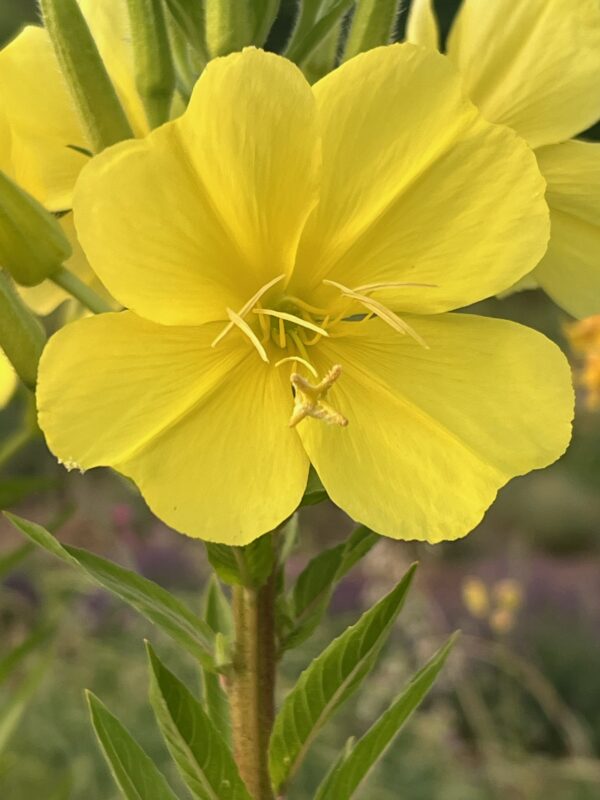 Evening Primrose (Oenothera biennis) seeds, organic