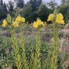 Evening Primrose (Oenothera biennis) seeds, organic - Image 3