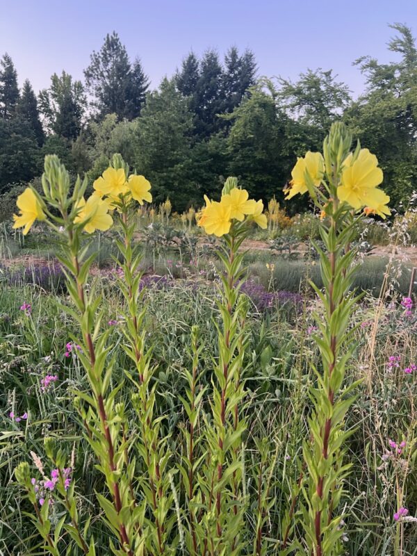 Evening Primrose (Oenothera biennis) seeds, organic - Image 3