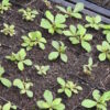 Fame Flower (Talinum paniculatum), packet of 100 seeds, organic - Image 2