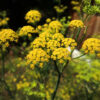 Fennel, Common (Foeniculum vulgare) seeds, organic [WA NO] - Image 5