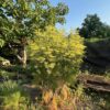 Fennel, Common (Foeniculum vulgare) seeds, organic [WA NO]