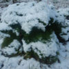 Giant Anise Fennel (Ferula communis) seeds, organic - Image 3