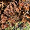 Giant Anise Fennel (Ferula communis) seeds, organic - Image 4