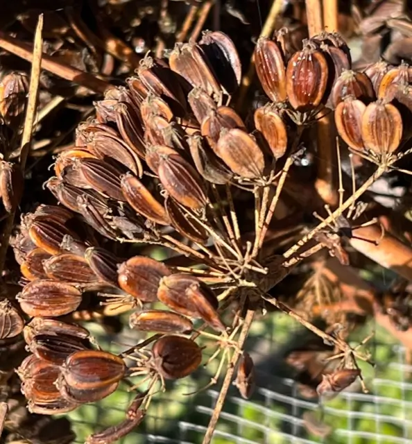 Giant Anise Fennel (Ferula communis) seeds, organic - Image 4