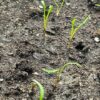 Giant Anise Fennel (Ferula communis) seeds, organic - Image 5
