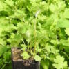 Feverfew (Tanacetum parthenium) seeds, organic - Image 4