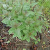 Figwort (Scrophularia nodosa), potted plant, organic